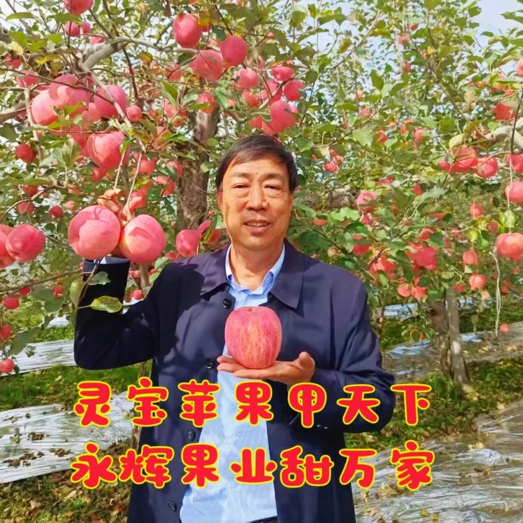 灵宝永辉果业 正宗灵宝寺河山红富士新果新鲜产地直发