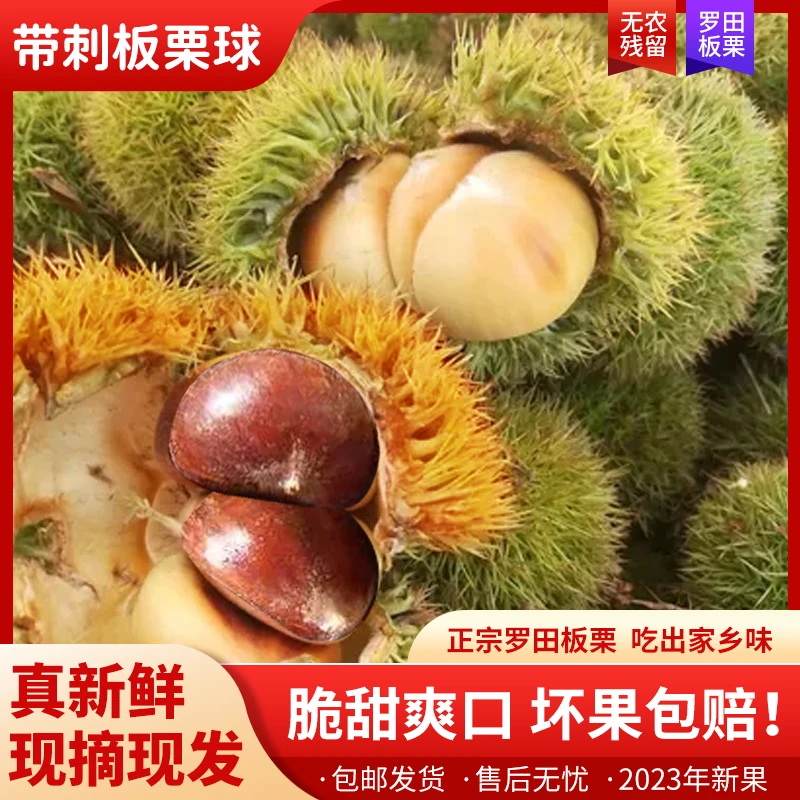 大别山罗田板栗球老树嫩板栗刺球现打现发新鲜发货好剥皮产地直发