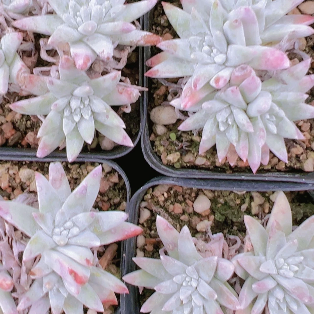 【闪购商品】白菊小群4.8