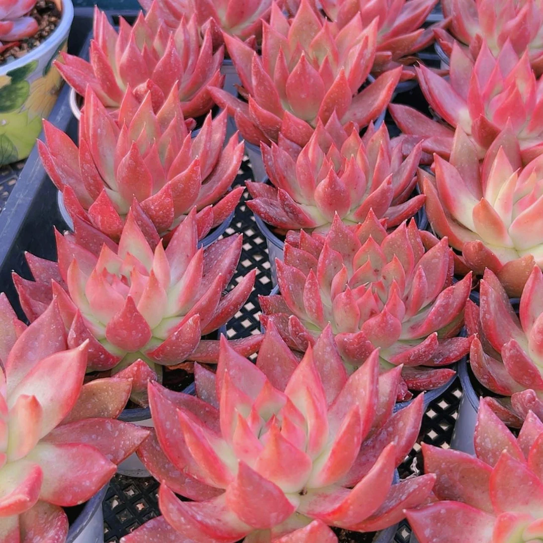 【闪购商品】壮壮6.8