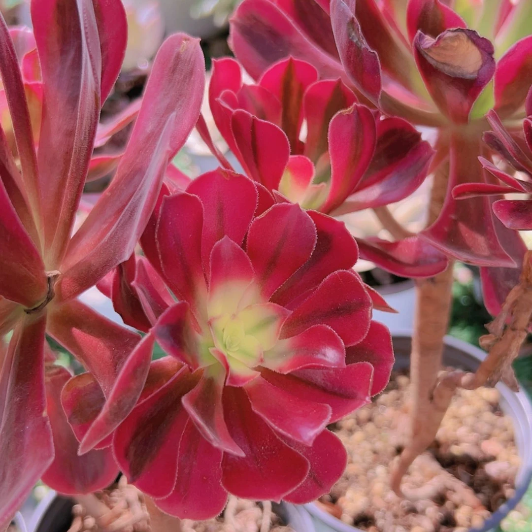 【闪购商品】粉女巫6.8多肉