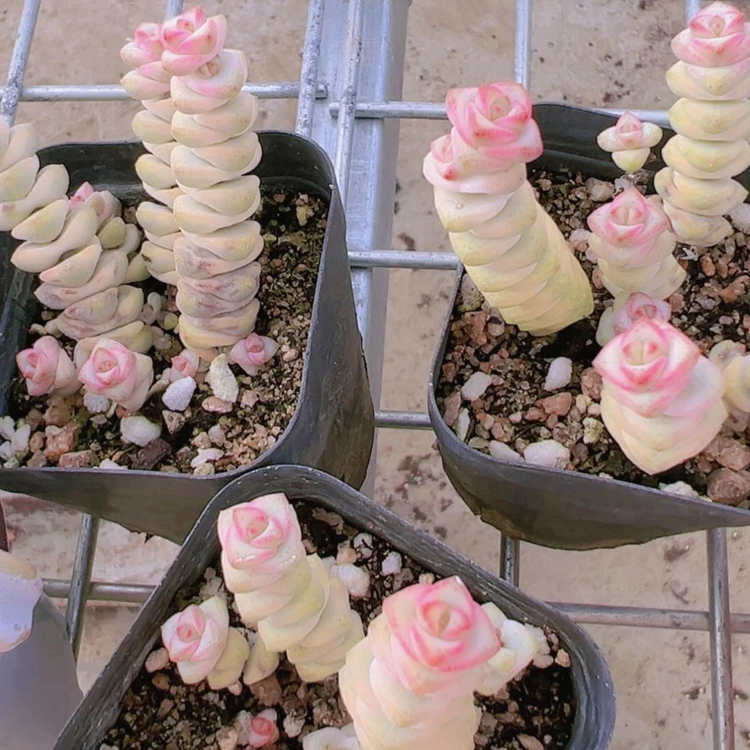 【闪购商品】钱串锦2.8