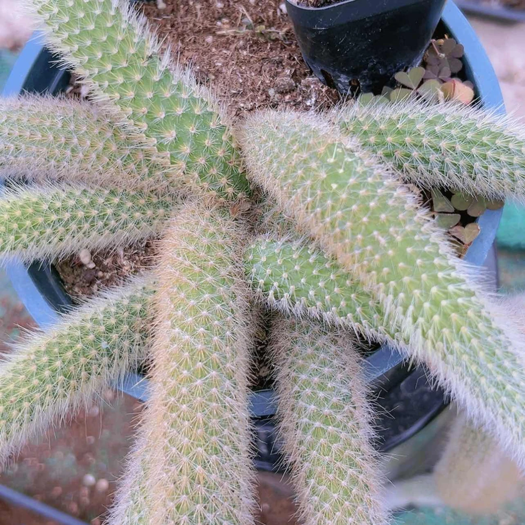 【闪购商品】大群无砍九尾狐26.8