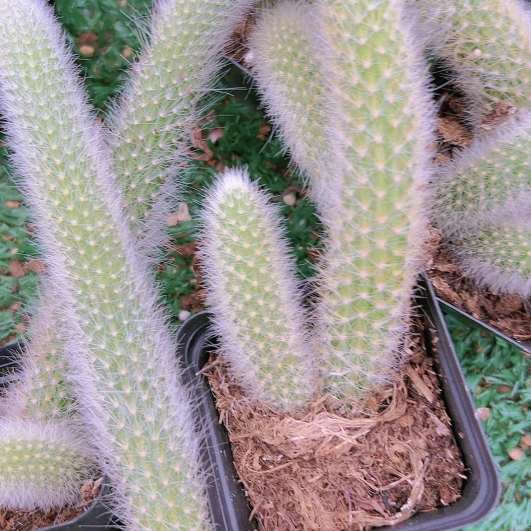 【闪购商品】小群九尾尾狐4.8