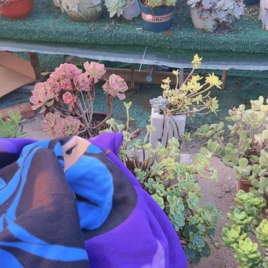 【闪购商品】两件多肉保暖棉毯