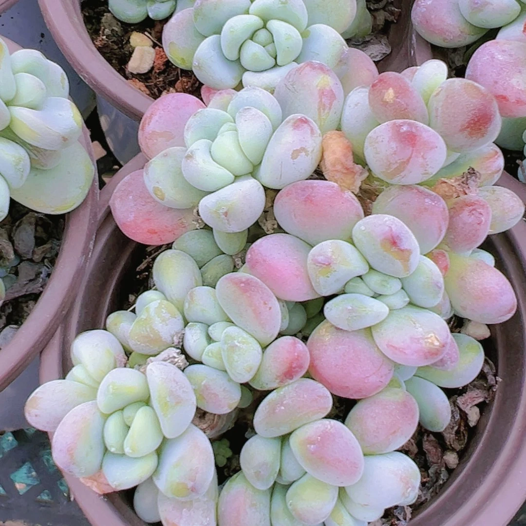 【闪购商品】劳尔5.8