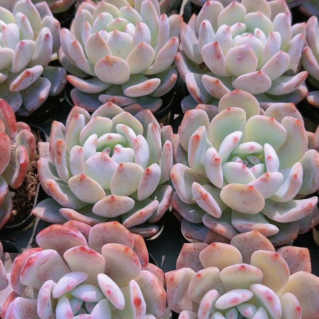 【闪购商品】老桩包包橙6颗