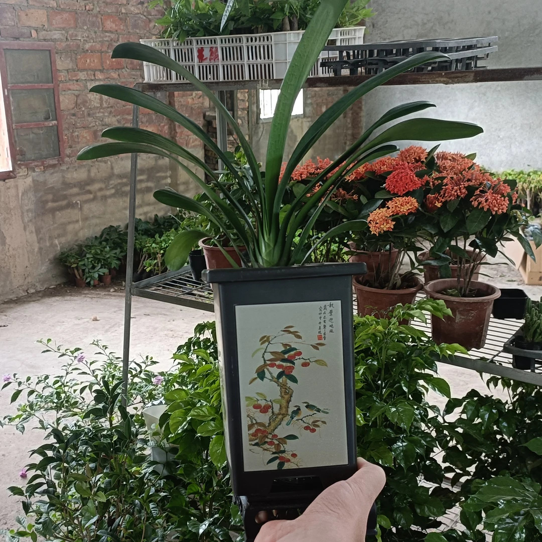 君子兰盆栽办公室内好养植物客厅花卉四季常青盆景绿植好养植物