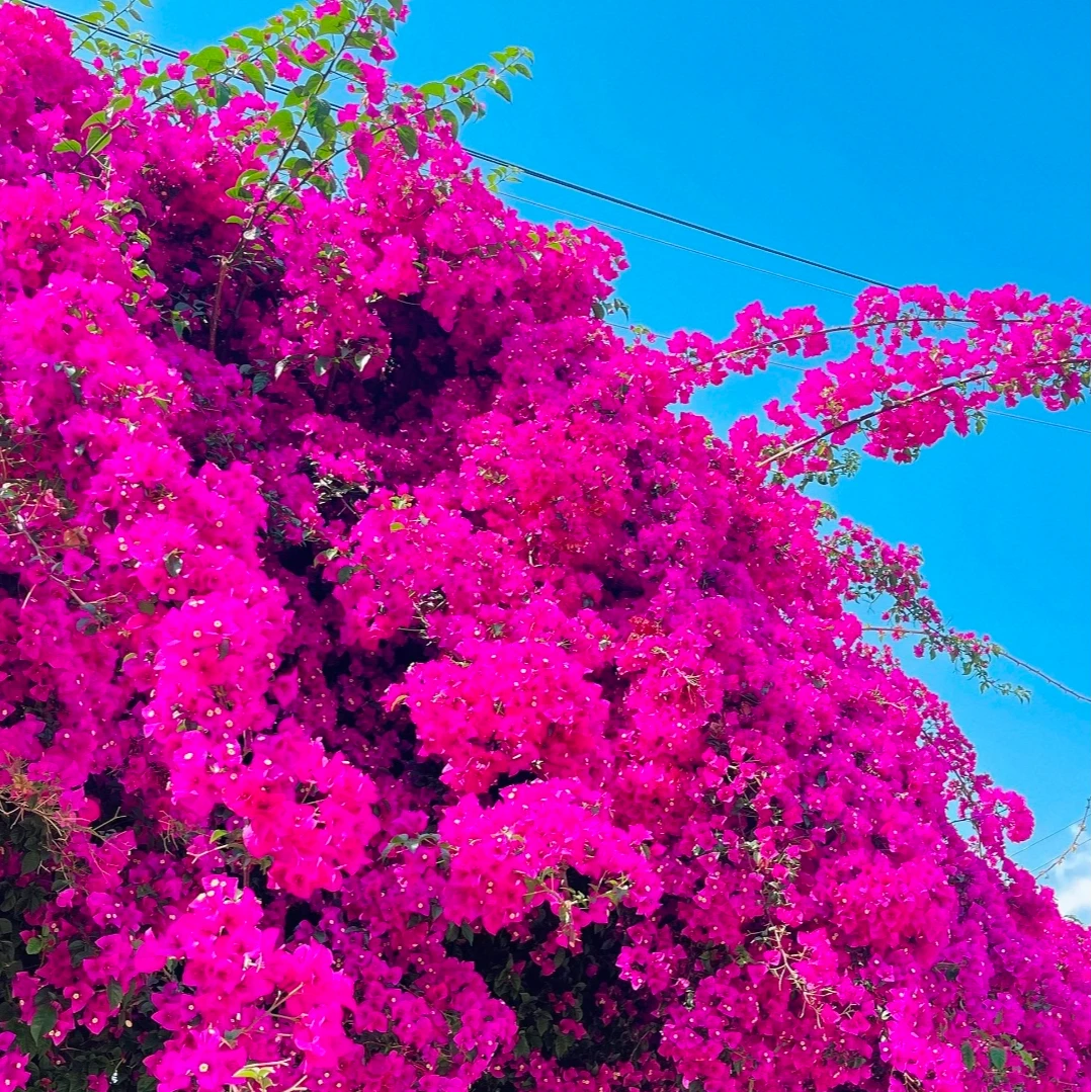 云南紫优级三年老桩三角梅【基地直发掉花掉叶属正常现象介意慎拍】