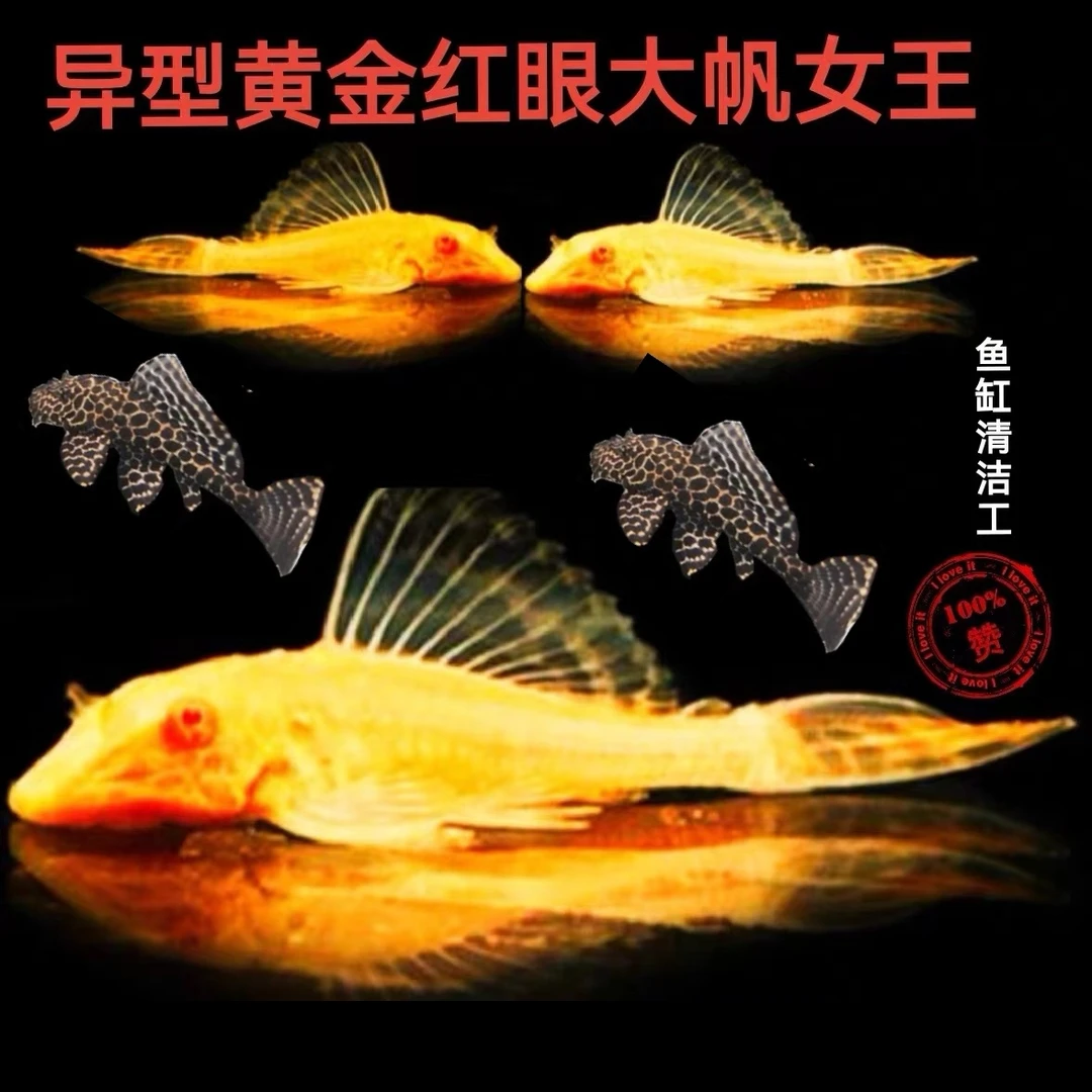 鱼缸专用清洁工热带红眼大帆女王异型豹纹吃垃圾青苔褐藻残渣混养