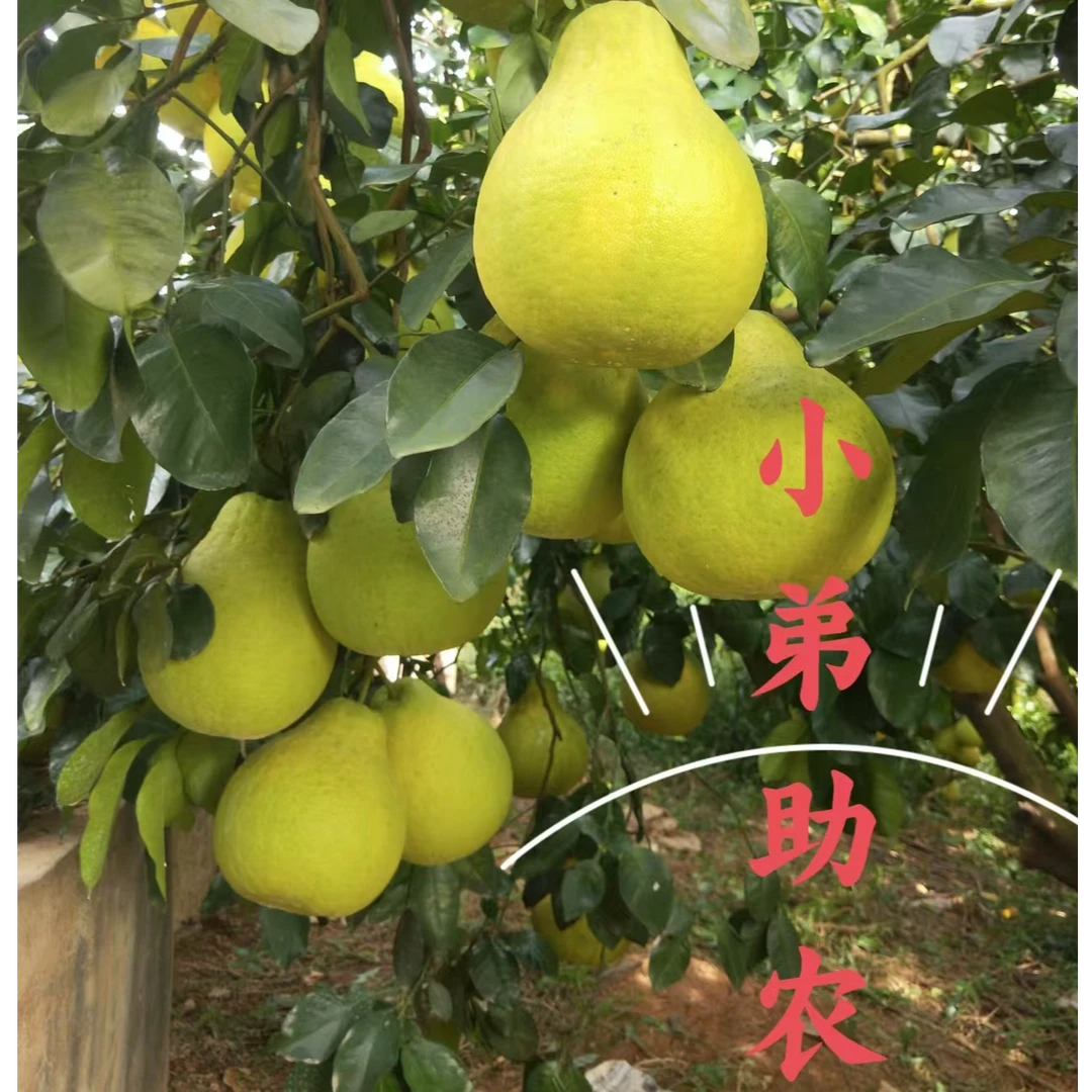 （小弟助农）『纯甜无酸』正宗湖南江永香柚沙田柚现摘现发一件包邮