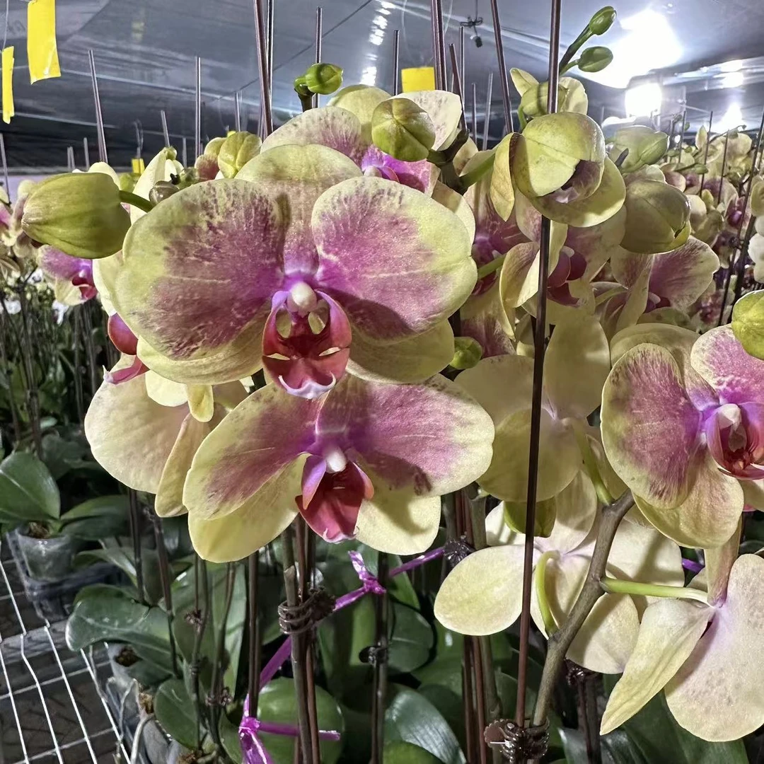 【花之漫】双剑（3.5寸杯QH）蝴蝶兰带花带花苞观花开花盆栽