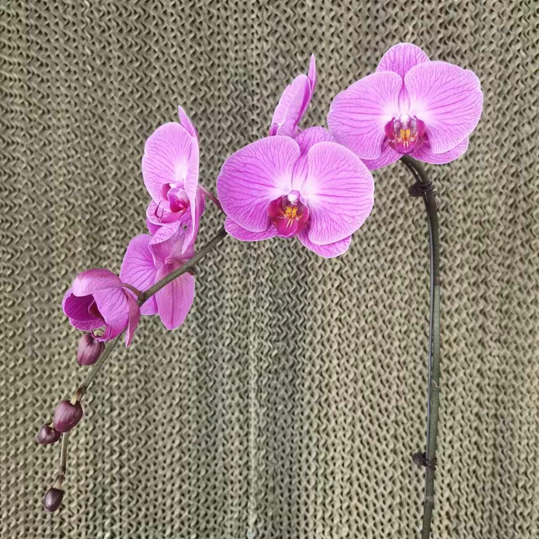 【花之漫】（一路长红）福利款无售后3.5寸杯单剑蝴蝶兰花卉