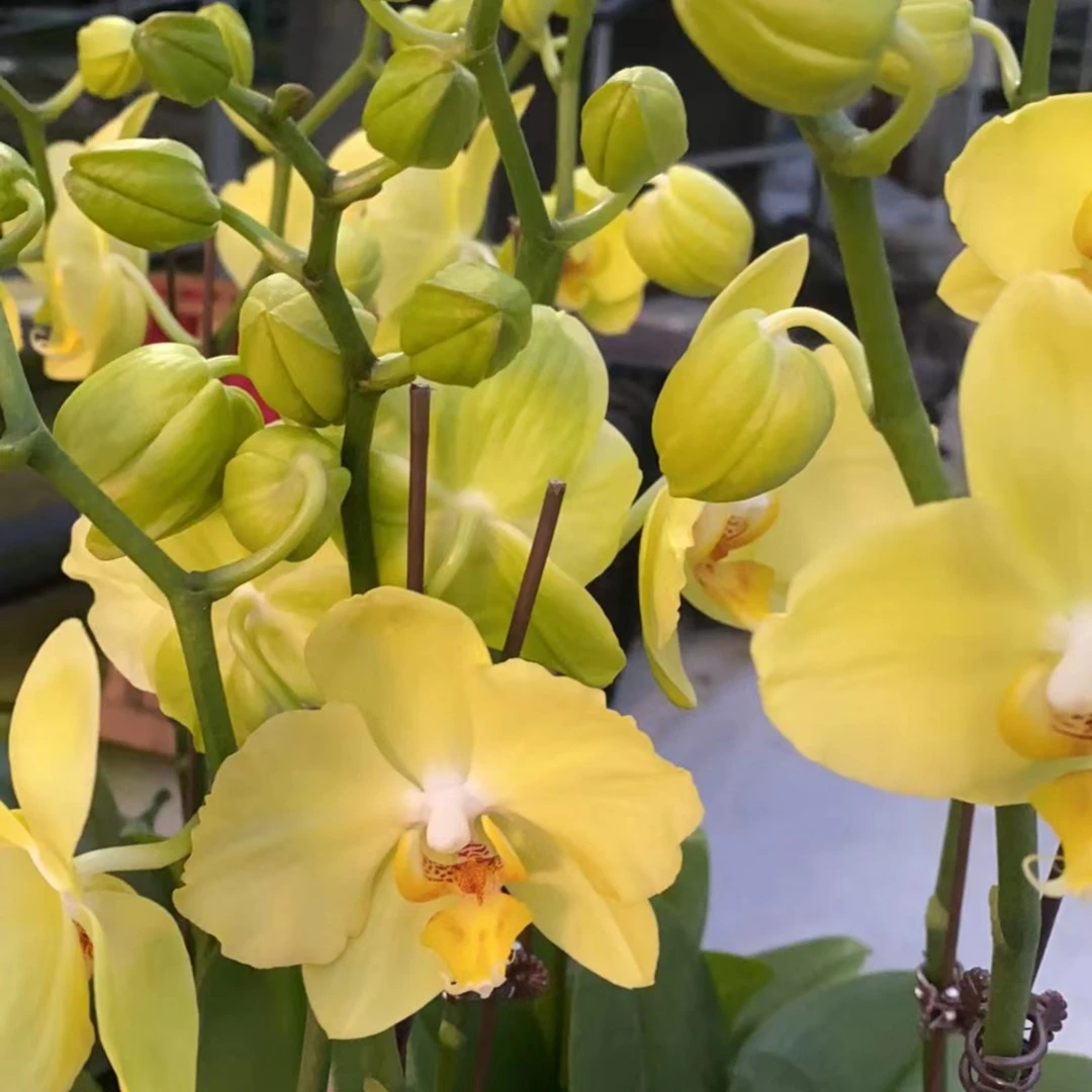 【花之漫】【菲拉拉】3.0寸单剑蝴蝶兰居家阳台花卉
