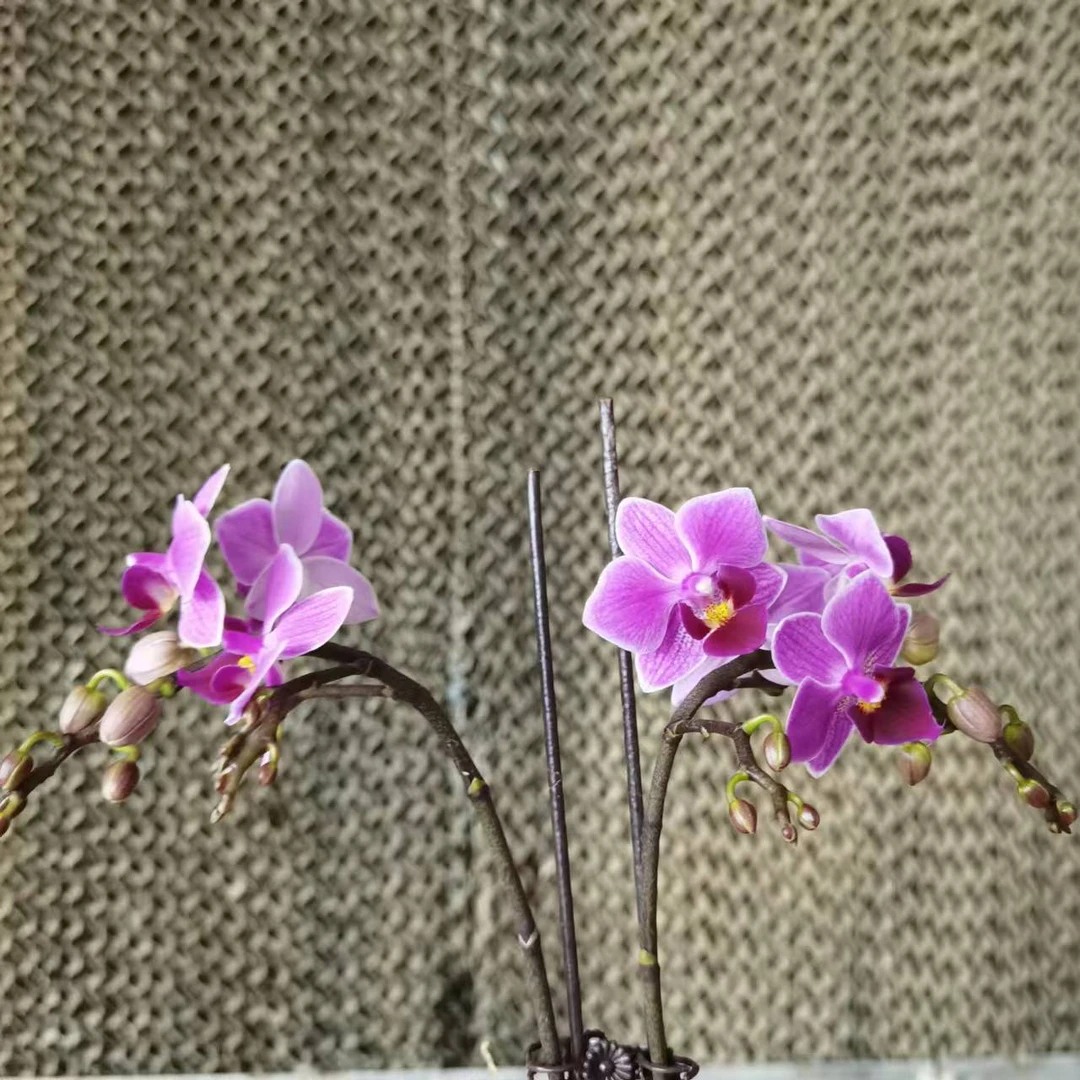 【花之漫】（博格达）2.8寸杯双剑蝴蝶兰花卉室内阳台桌面盆栽