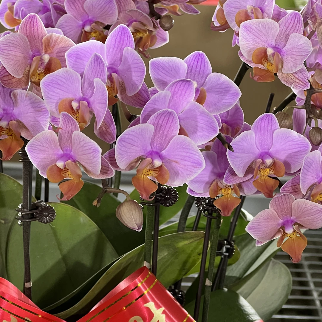 【花之漫】10剑组盆（圣罗莎）蝴蝶兰花卉室内阳台桌面观花四季