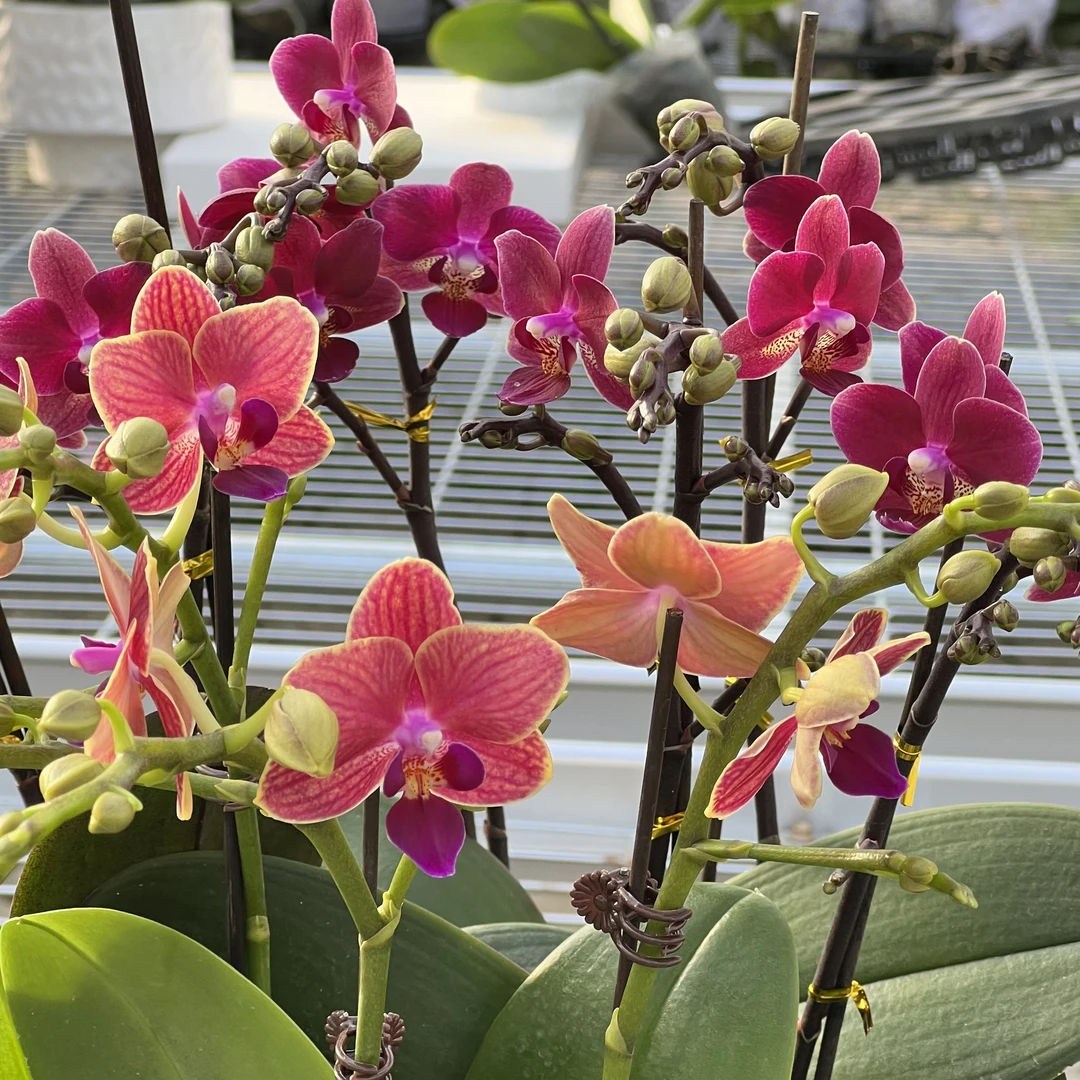 【花之漫】10剑组盆（玲珑+夏蒙尼）蝴蝶兰花卉室内阳台桌面观花四季