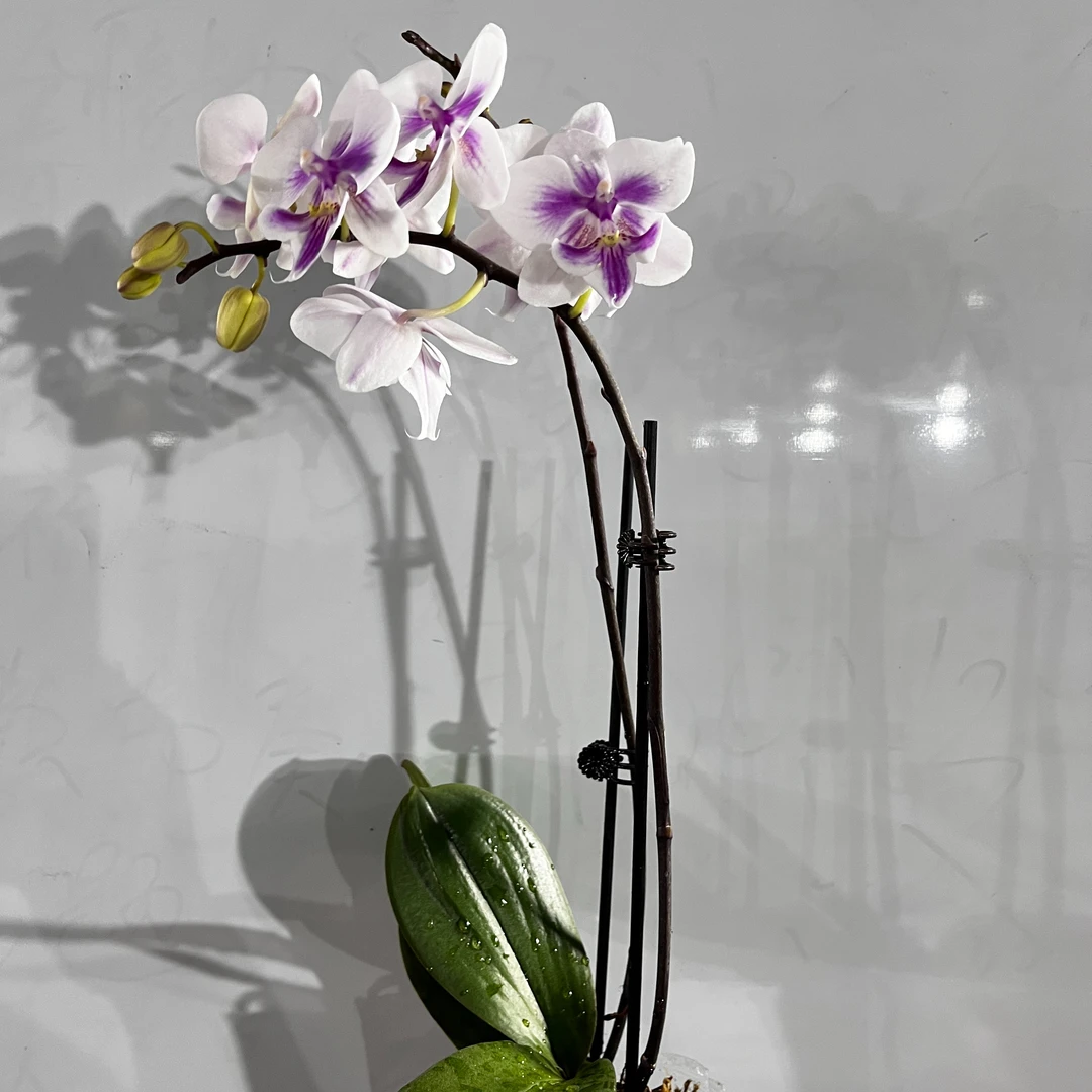 【花之漫】(小绿茶)蝴蝶兰花卉室内阳台桌面观花四季开花盆栽