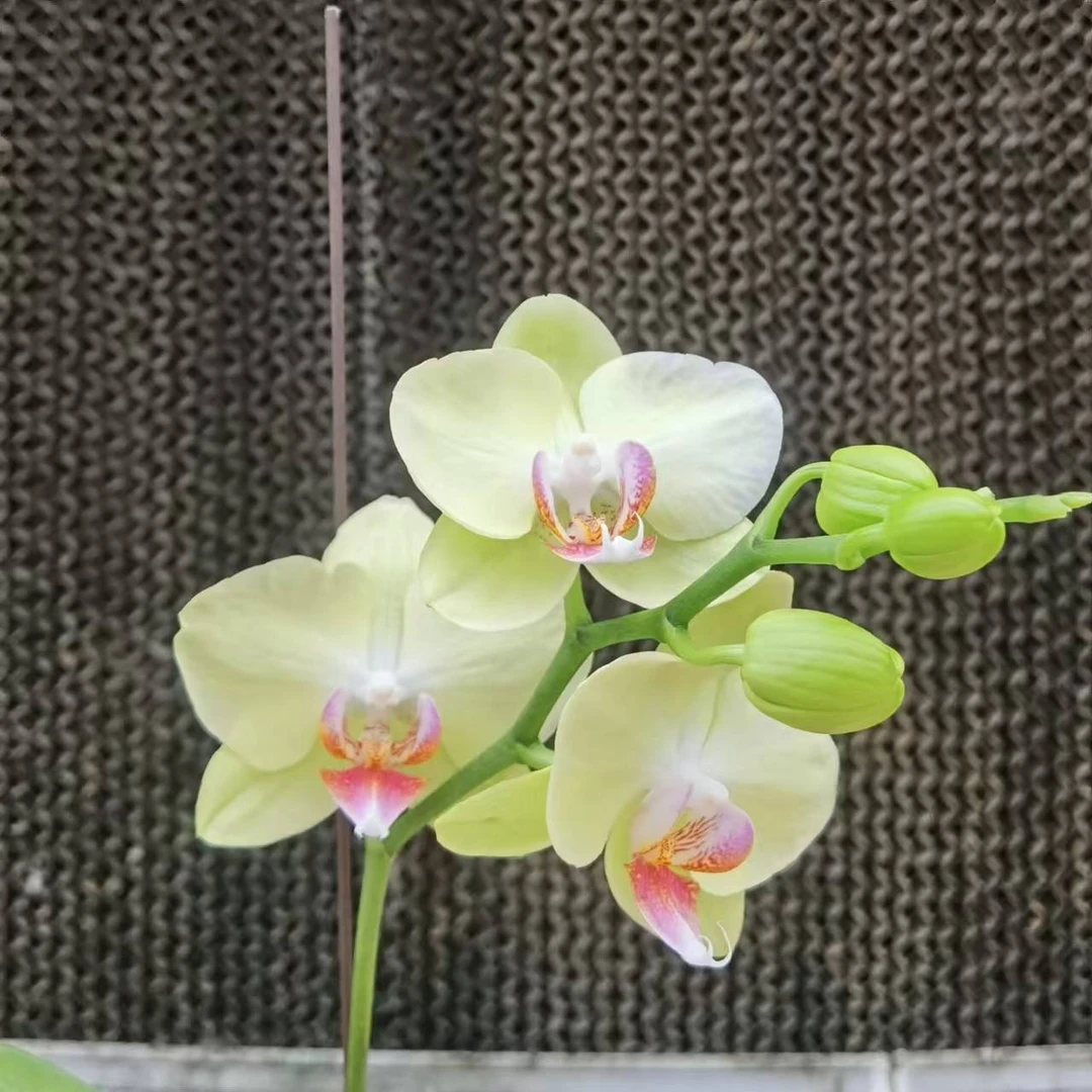 【花之漫】（绿翡翠）2.8寸杯单剑蝴蝶兰室内阳台桌面盆栽