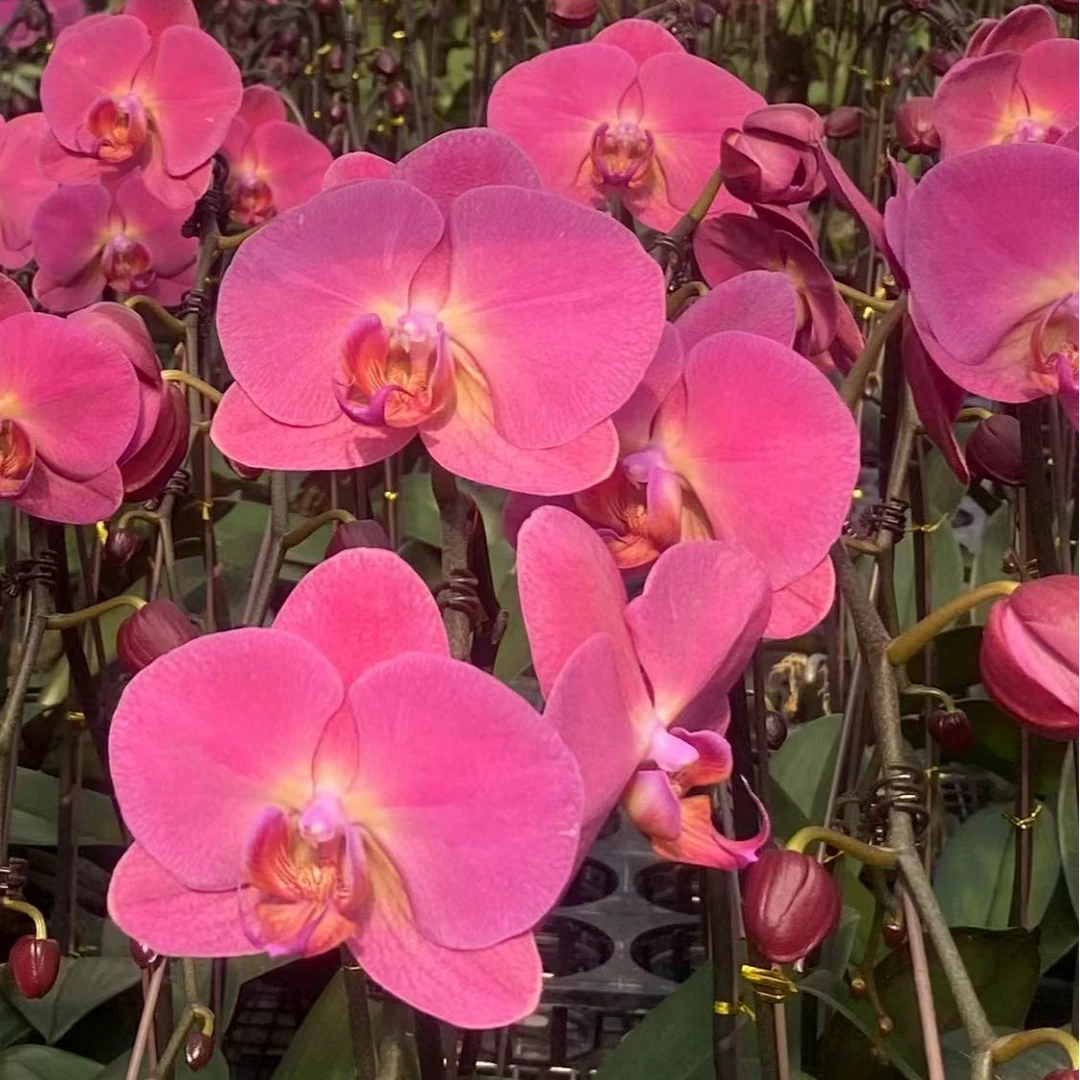 【花之漫】（红苹果）根不好无售后3.5寸杯单剑花卉蝴蝶兰桌面盆栽