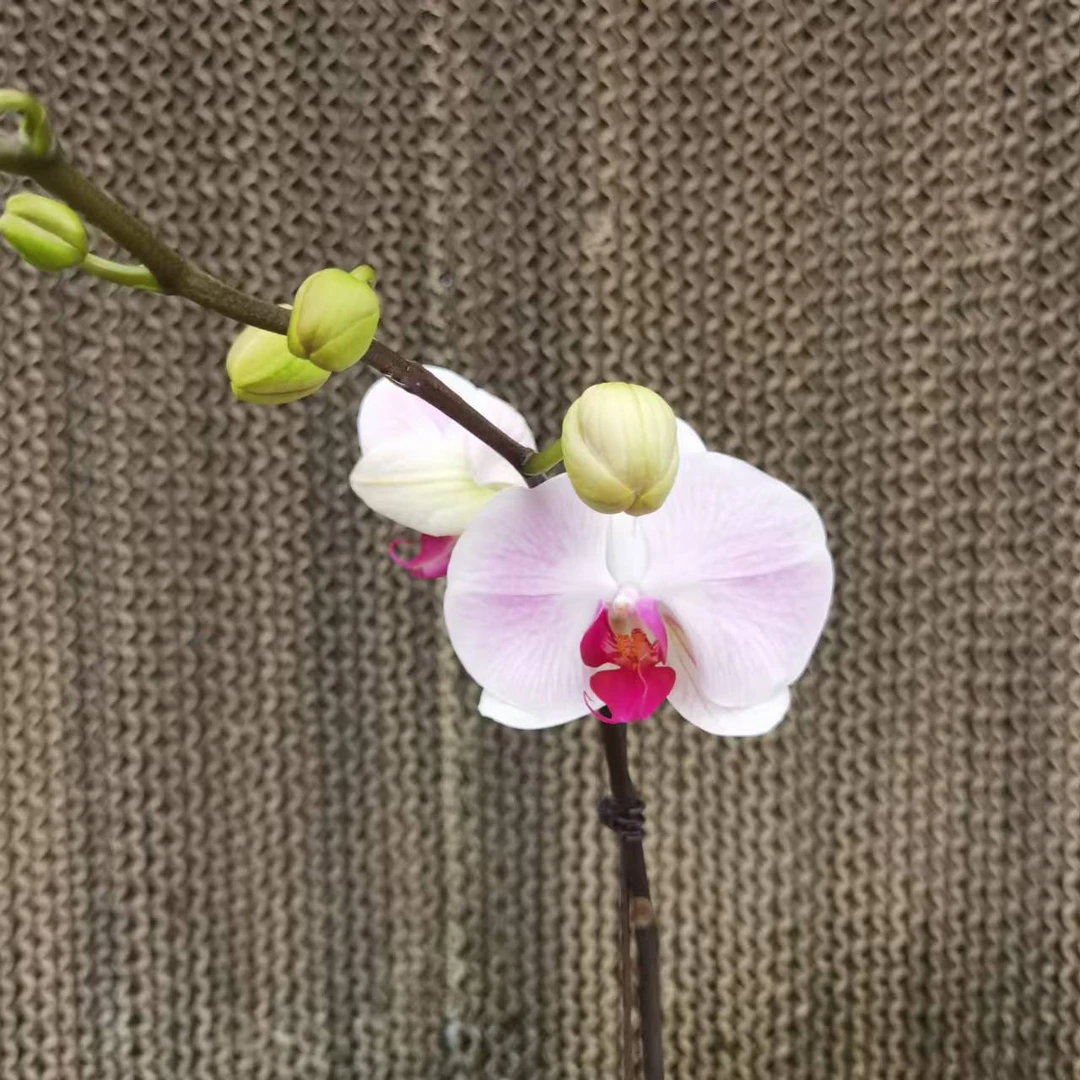 【花之漫】（仙桃）3.0寸杯单剑蝴蝶兰花卉室内阳台桌面盆栽