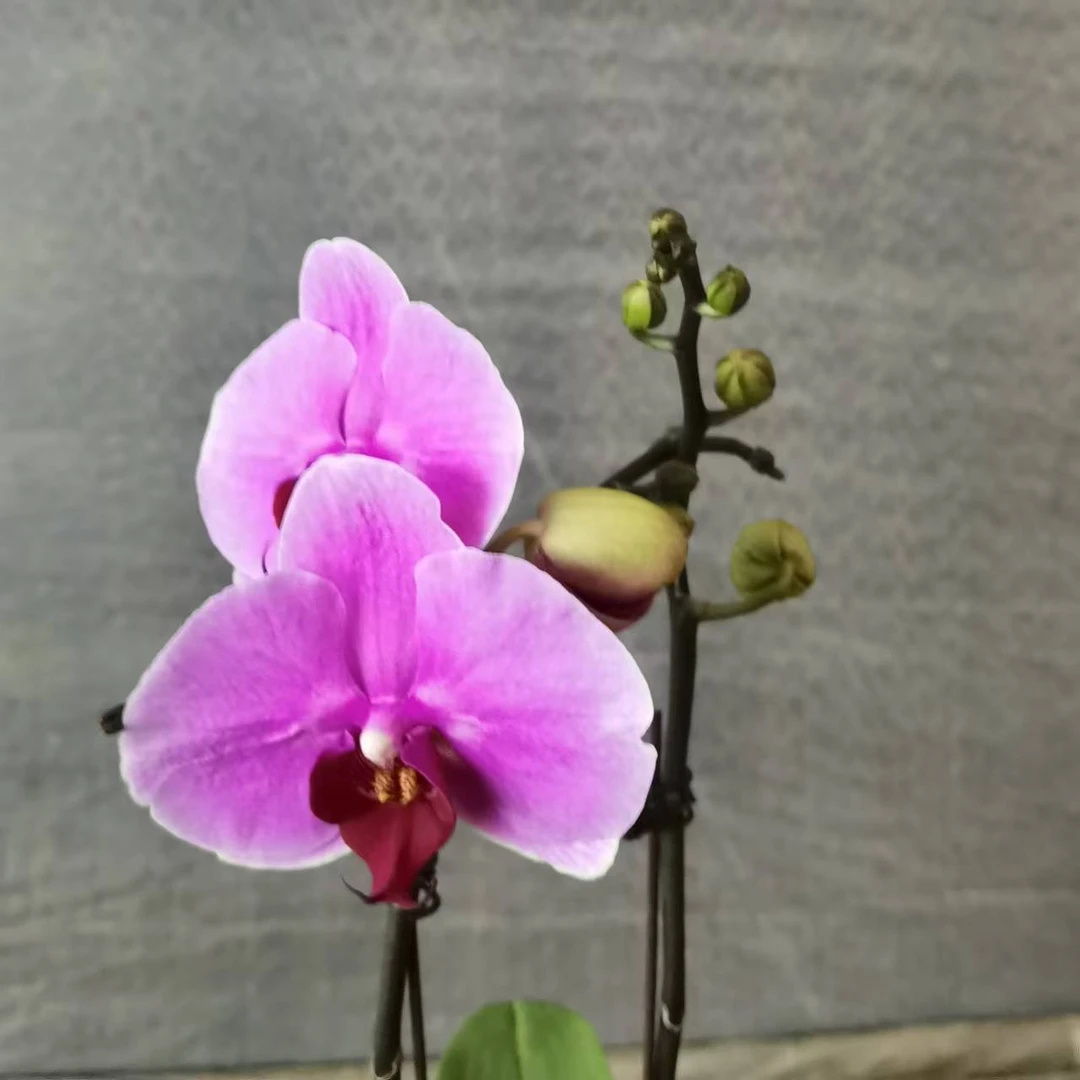 【花之漫】（宝贝）全开3.5寸杯单剑蝴蝶兰花卉室内阳台桌面盆栽