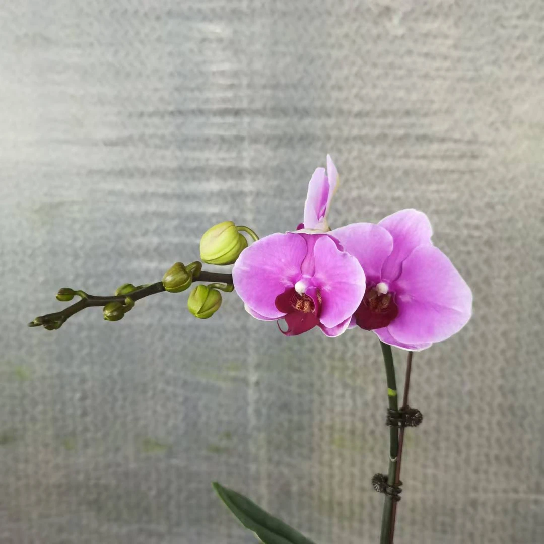 【花之漫】（大宝贝）3.5寸杯单剑蝴蝶兰花卉室内阳台桌面盆栽