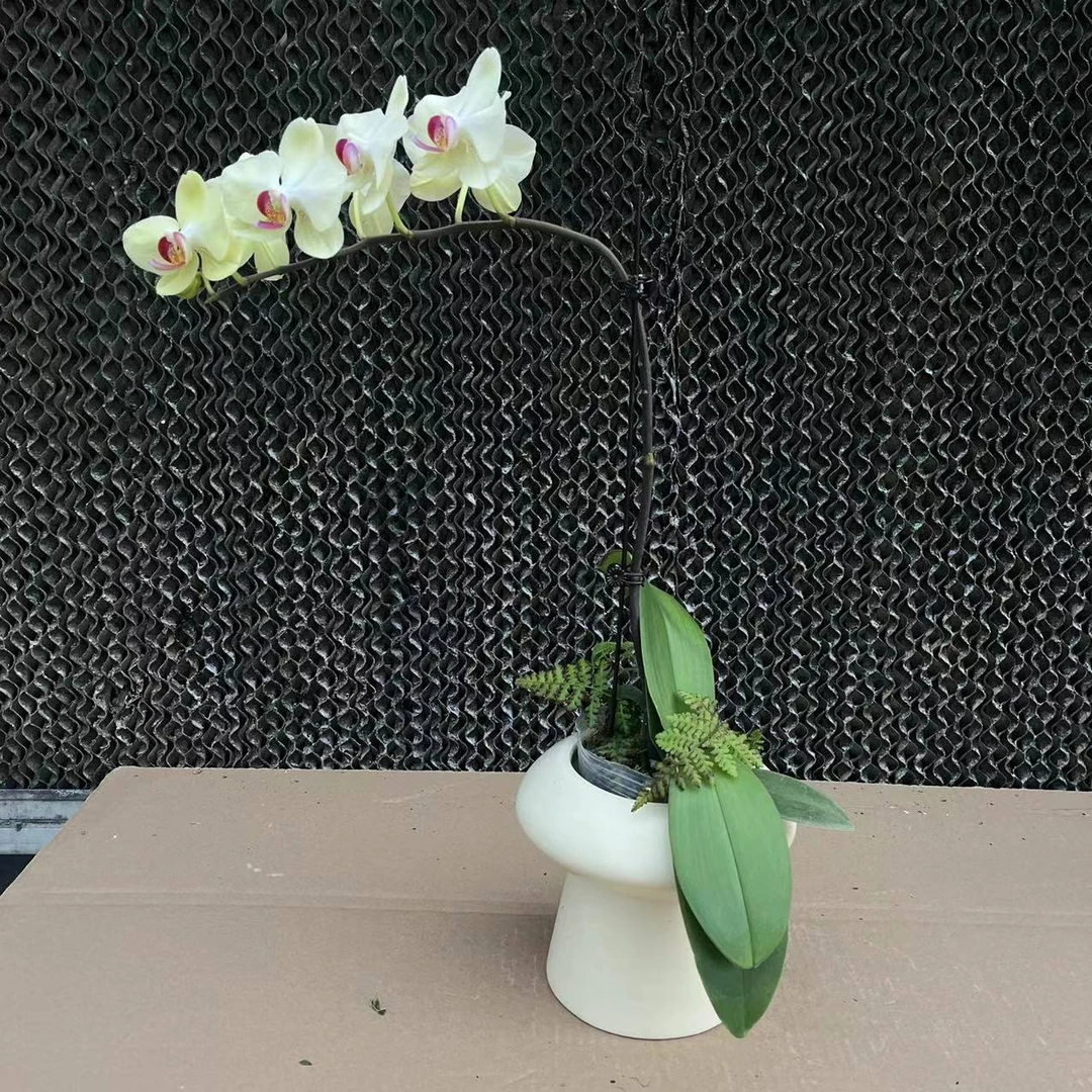 【花之漫】（青平果）3.0寸杯单剑蝴蝶兰花卉室内阳台桌面盆栽