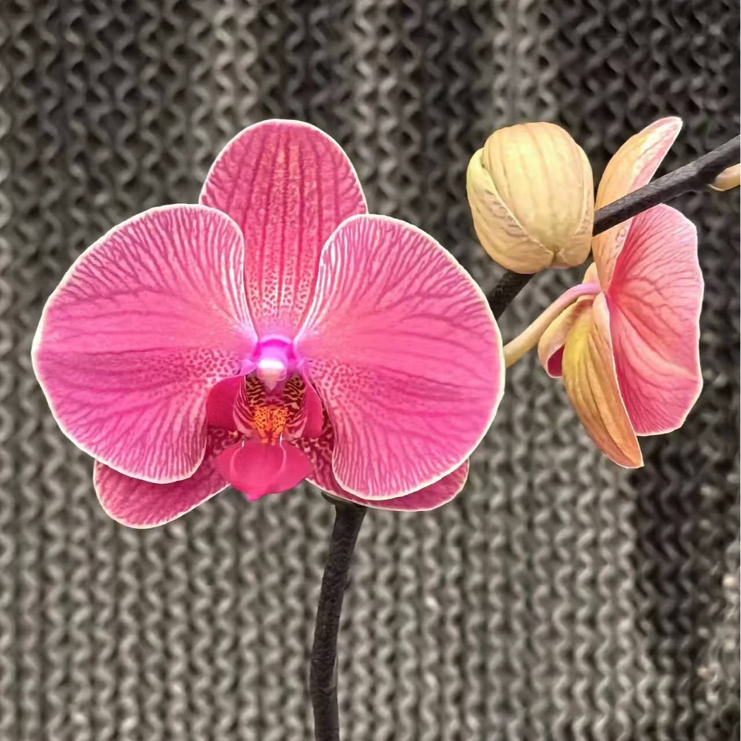 【花之漫】（聚宝柑桔花苞株）保9花及花苞3.5寸杯单剑蝴蝶兰花卉