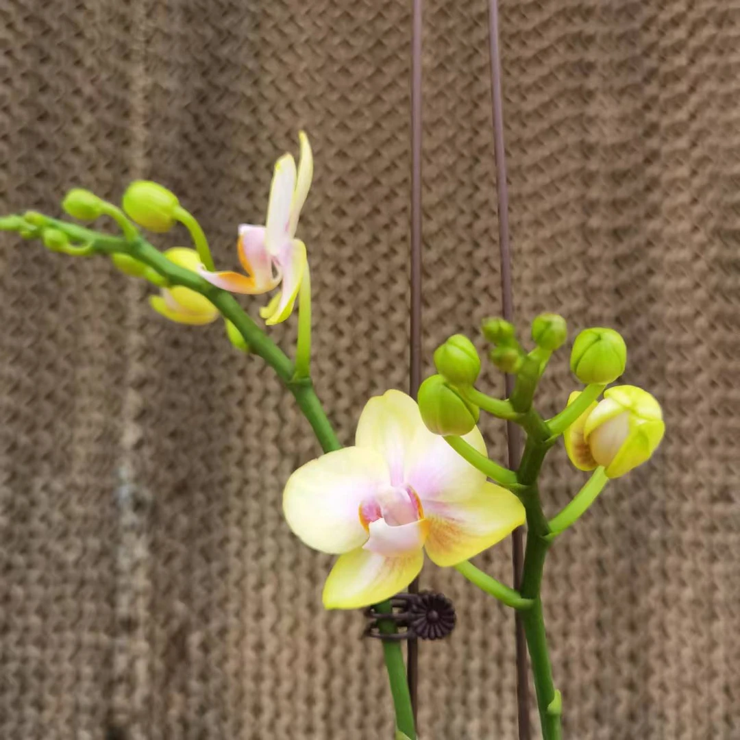 【花之漫】（祥云带盆一物一拍）3.0寸杯四剑蝴蝶兰花卉