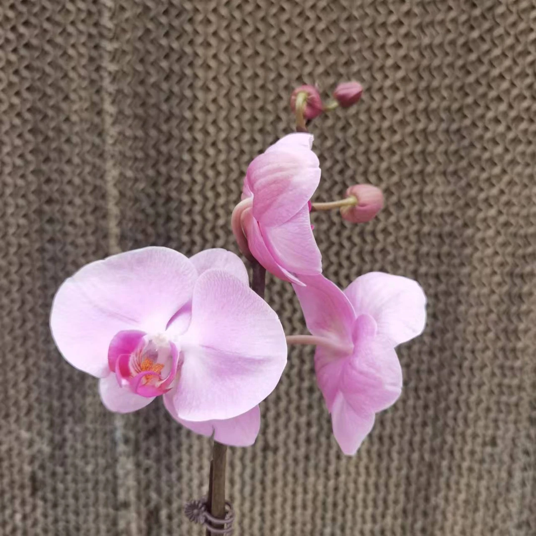 【花之漫】（V89）3.0寸杯单剑蝴蝶兰花卉室内阳台桌面盆栽