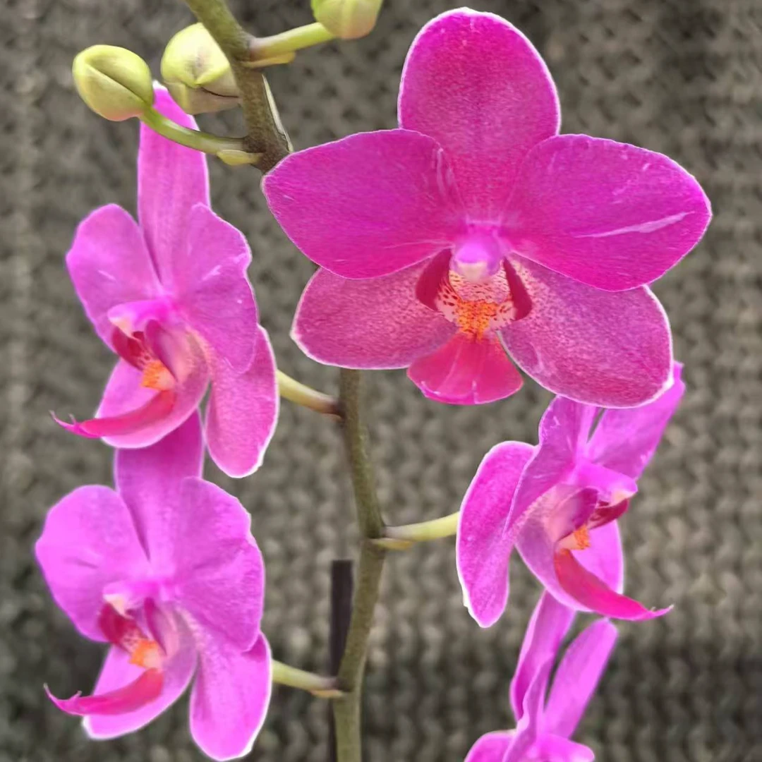 【花之漫】（兄弟精灵）3.0寸杯单剑蝴蝶兰花卉室内阳台桌面盆栽
