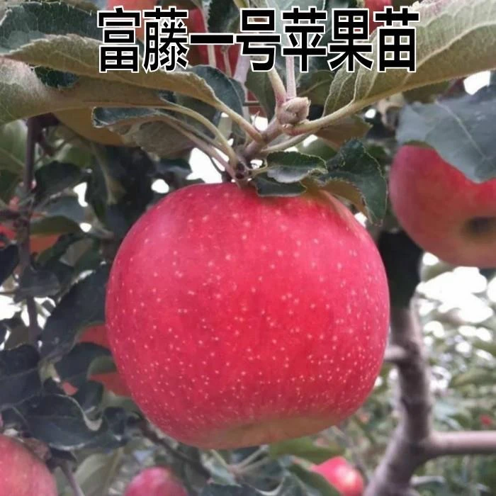 新品种果树苗特早熟苹果树苗盆地栽富藤一号苹果苗嫁接苗北方种植