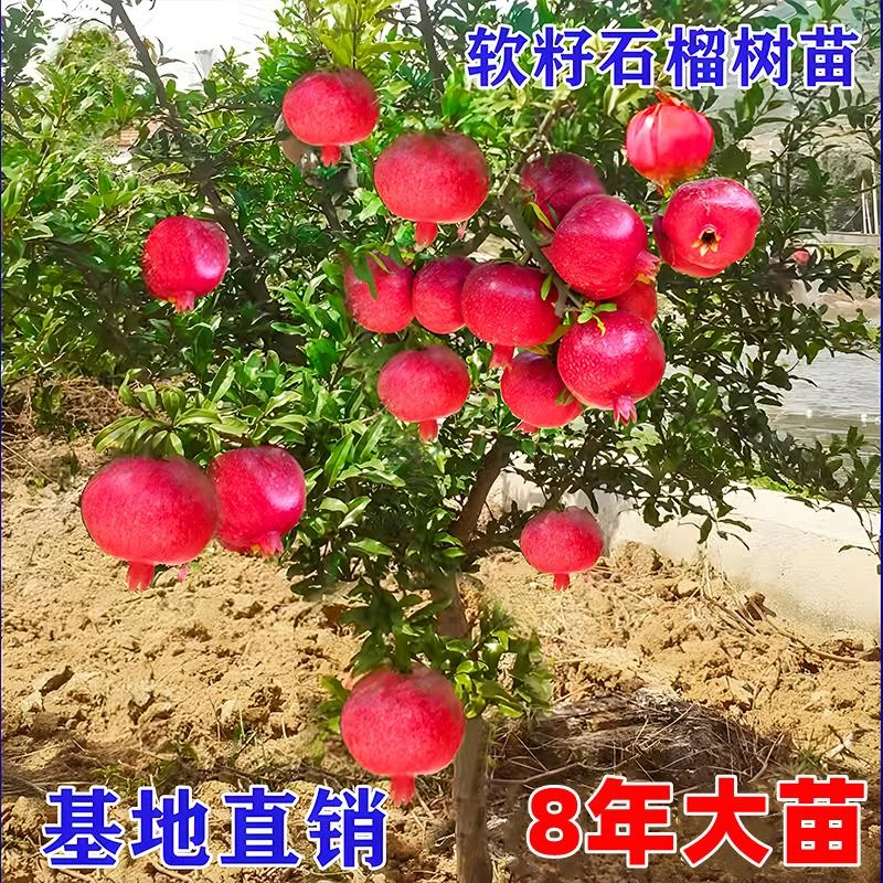 特大石榴树树苗突尼斯软籽地栽庭院果树黑子无籽甜石榴大树带土球