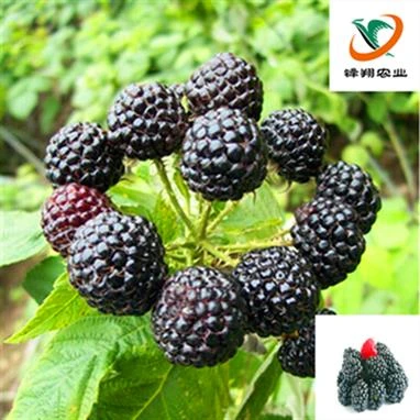 野生树莓苗红树莓掌叶覆盆子三月泡山莓野刺莓刺泡果苗爬藤茅莓苗