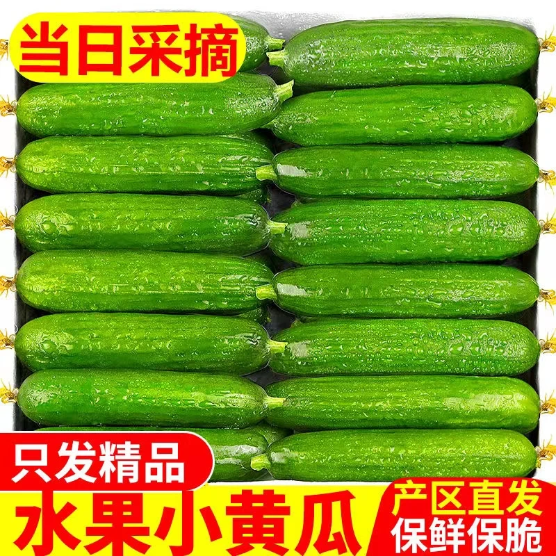 黄瓜新鲜小黄瓜水果小青瓜蔬菜农家3-5斤旱生吃现摘现发整箱包邮