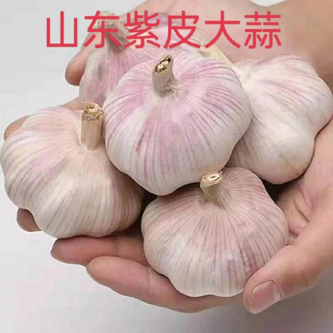 金乡大蒜新鲜干大蒜头1-5斤装蒜种籽当季蔬菜紫皮大蒜整箱包邮