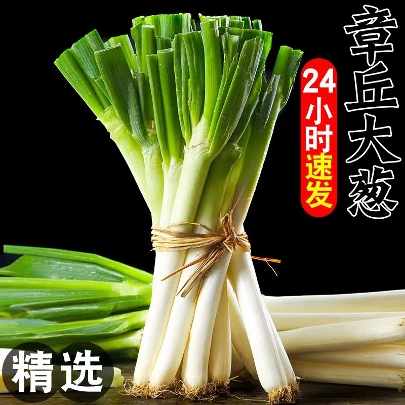 正宗3-9斤装新鲜口感甜脆铁杆大葱现摘现发蔬菜大葱头整箱包邮