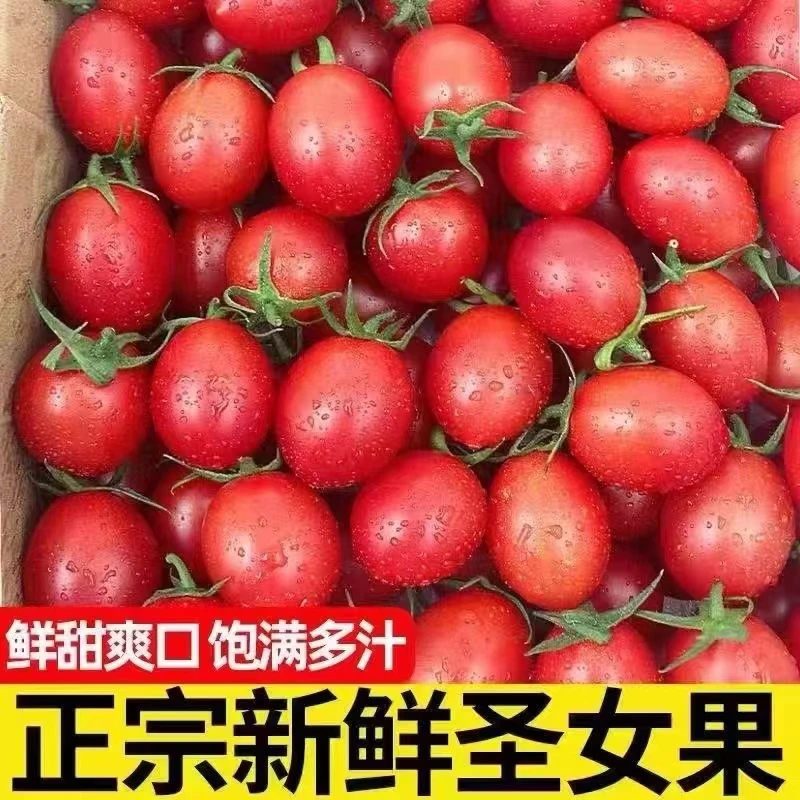 现摘圣女果新鲜小番茄水果1-5斤千禧小西红柿子生吃自然熟包邮