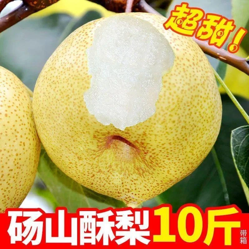 正宗酥梨砀山2-9斤现摘梨子脆甜秋梨新鲜水果整箱包邮玉露香梨