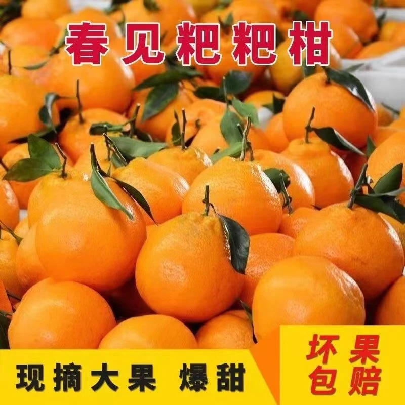春见耙耙柑新鲜水果丑八怪2-9斤粑粑柑蜜桔子当季桔子水果杷杷柑
