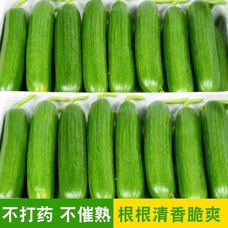 水果黄瓜新鲜3-5斤小黄瓜青瓜时令当季蔬菜旱生吃即食整箱包邮早