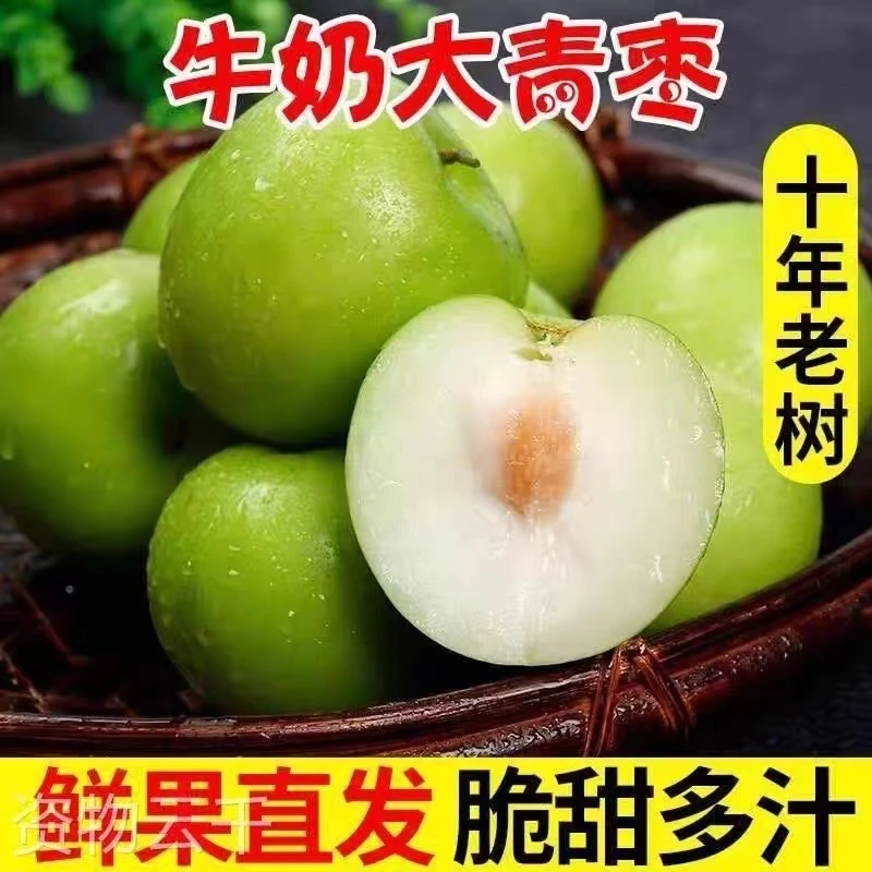 牛奶枣大青枣现发口感脆甜贵妃密枣新鲜水果脆枣1-8斤整箱包邮