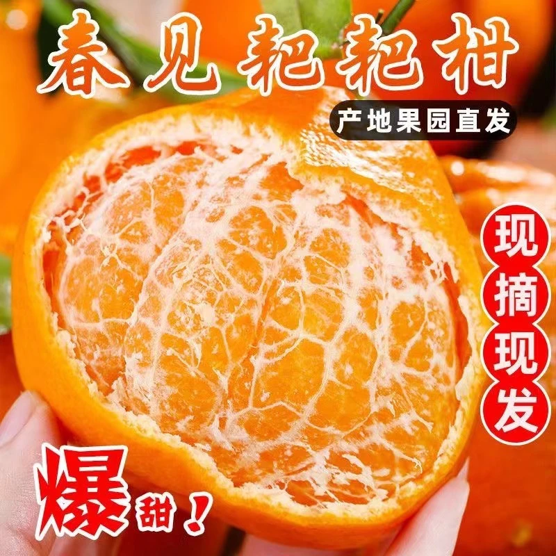 新鲜现摘现发春耙耙见柑3-9斤橘子甜当季新鲜水果柑粑粑整箱包邮