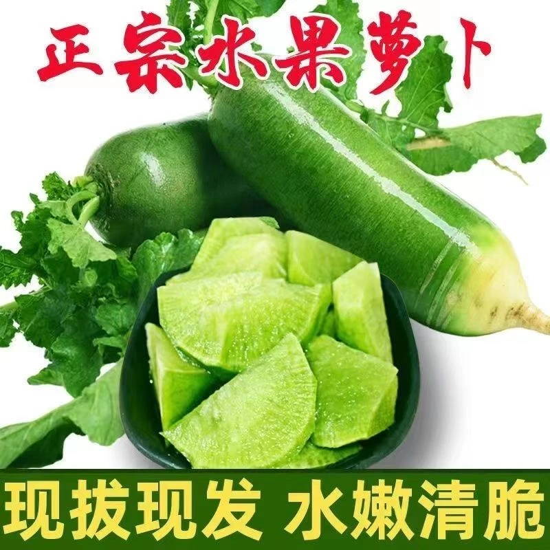 正宗水果萝卜新鲜带泥沙窝3-9斤青萝卜不辣生吃脆甜现挖现发包邮