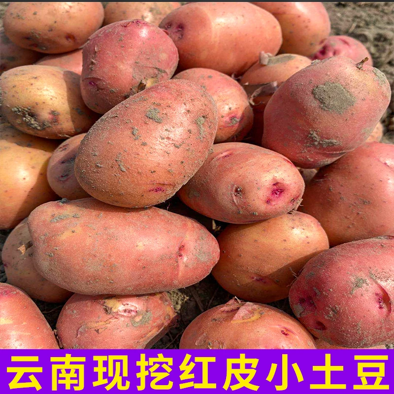 红皮小土豆新鲜3-9斤马铃薯洋芋蔬菜农家自种黄心土豆整箱包邮