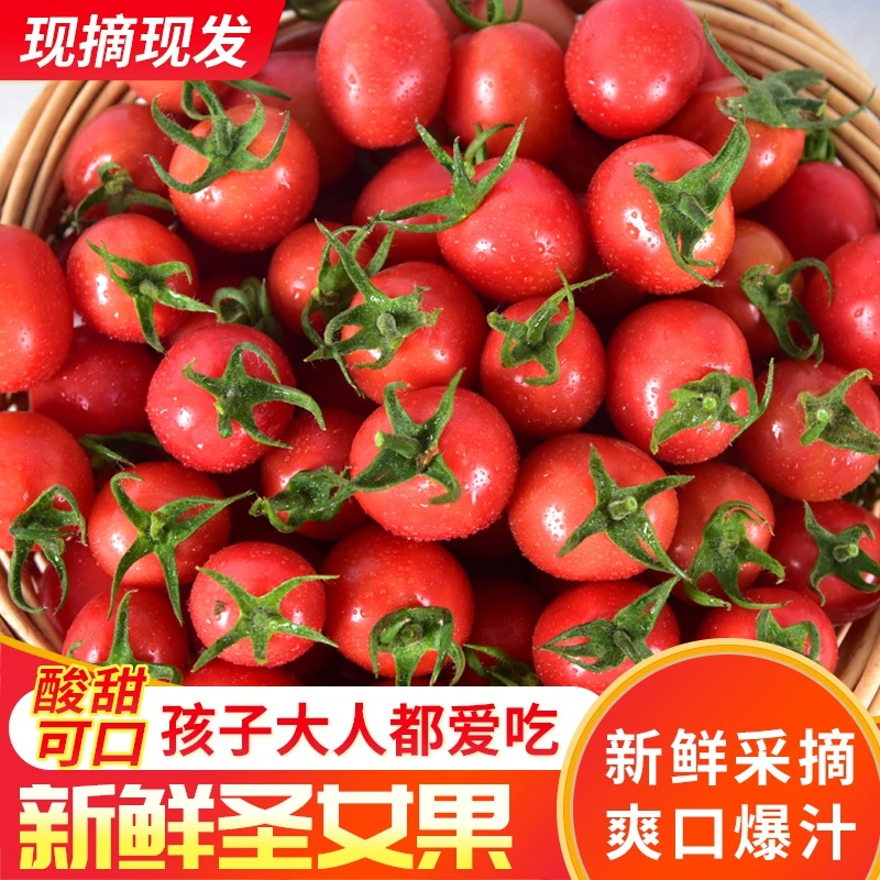 圣女果新鲜水果1-5斤西红柿农家自然熟孕妇蔬菜生吃小番茄包邮