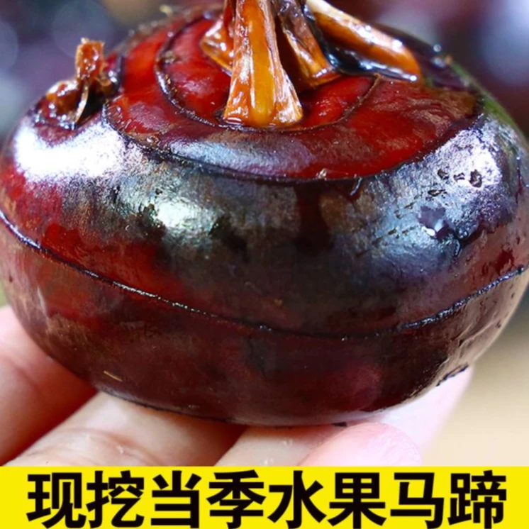 马蹄整箱新鲜时令水果蔬菜3-9斤现挖脆甜地栗荸荠饽荠整箱包邮