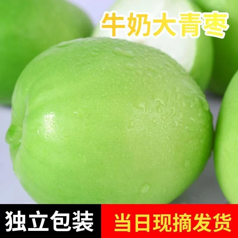 牛奶大青枣当季1-8斤现摘新鲜枣脆甜蜜枣贵妃冬枣孕妇大果包邮