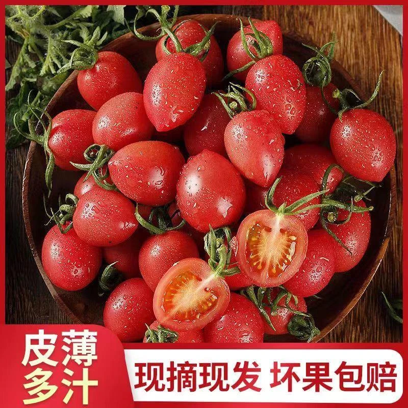 正宗千禧圣女果1-5斤现发小番茄寿光蔬菜孕妇新鲜水果整箱自然熟